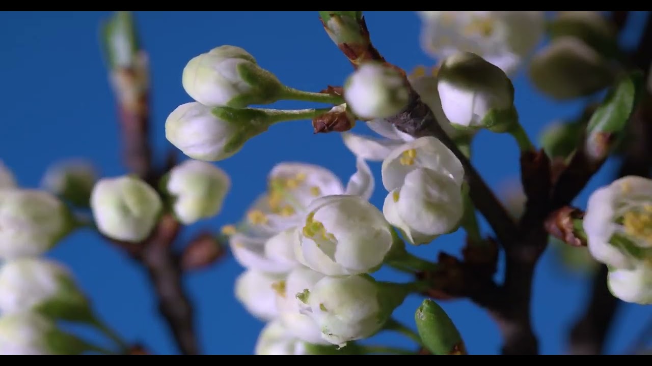 Beautiful spring cherry tree flowers blossom timelapse extreme close up time lapse
