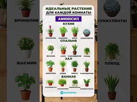 Лучшие РАСТЕНИЯ для каждой КОМНАТЫ?! #растения #цветы #садоводство