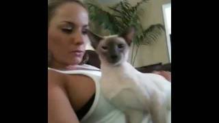 Blue point Siamese Templeton being a sweet boy