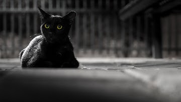 How to automatically colorize black and white photos online