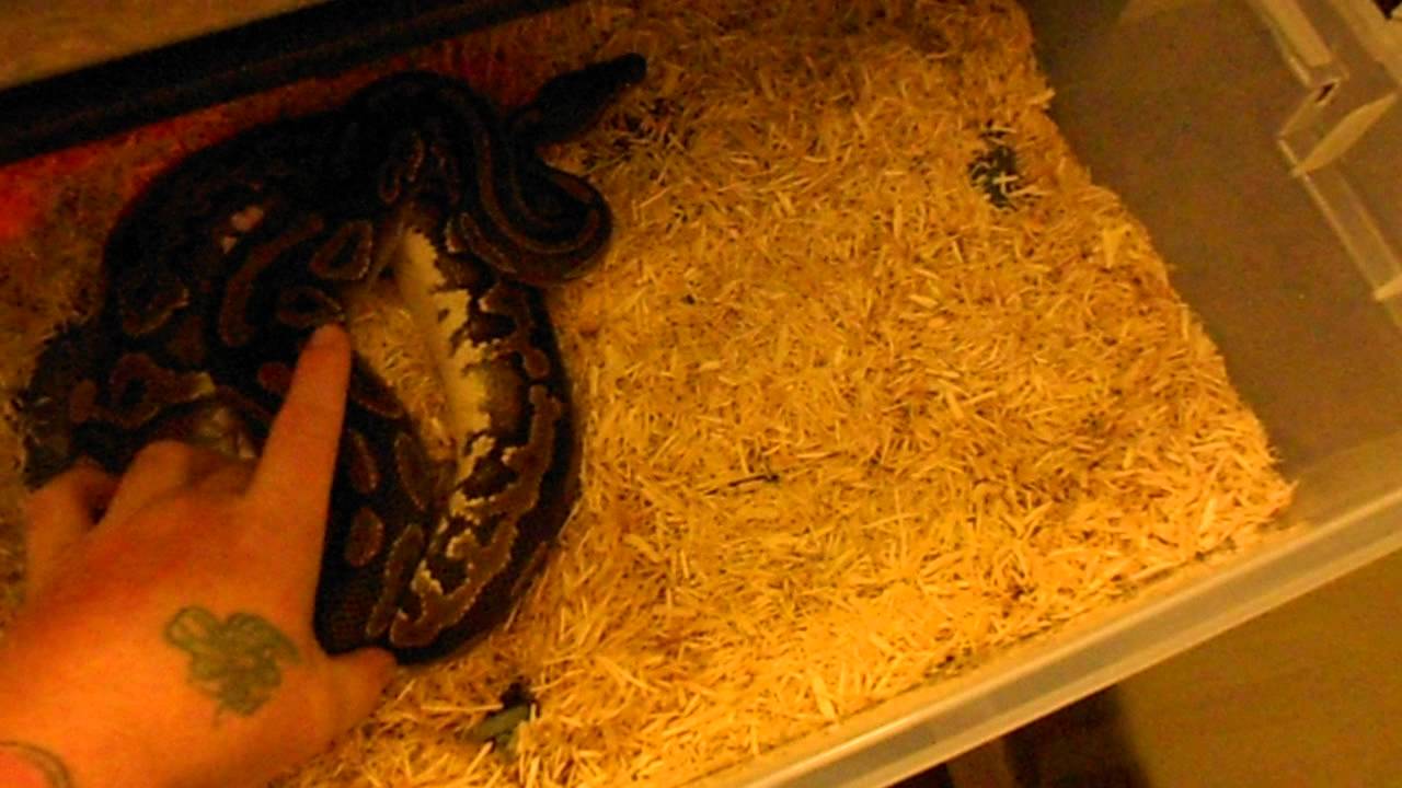 cinnamon tree My breeder female ball python morphs for this year