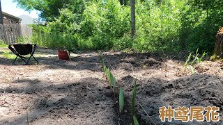 亲自示范如何在后院种鸢尾花Demostrate how to plant irises in the backyard?