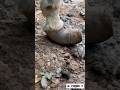 The Largest Hoof I Have Ever Had To Trim. Horse Restoration Front Hooves. #horse #donkey #hoof #asmr