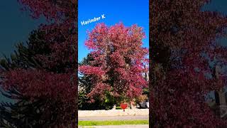 Wow Stunning beautiful tree 😍 #birdsong #nature #