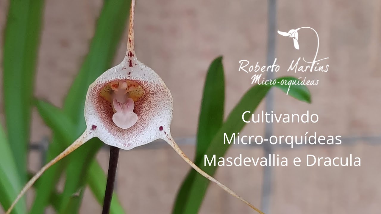 Cultivando Micro-orquídeas Madevallia e Dracula. Live gravada em 06/11/2.022/