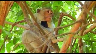 زندگی میمون ها|شکنجه بچه میمون بیچاره | تایلند