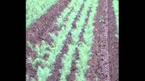 WeedFix mechanical weeding for row crops
