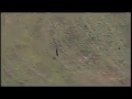 Police Dogs in action