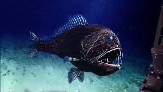TOP 10 UGLIEST DEEP SEA CREATURES