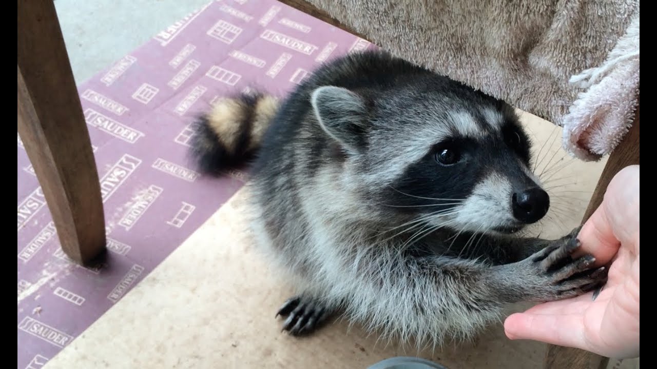 Fred the Friendly Raccoon - Part 34 Gracie - YouTube