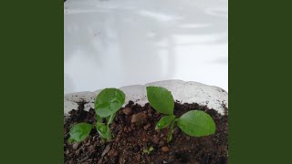 Download Lagu Pinuh Rasa Kadeudeuh MP3