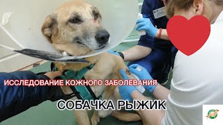 Поездка в ветеринарную клинику для исследования кожного заболевания собака Рыжик | Астин зоотакси