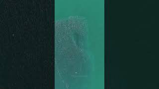 Menhaden & Stripedbass Early NY Sighting!
