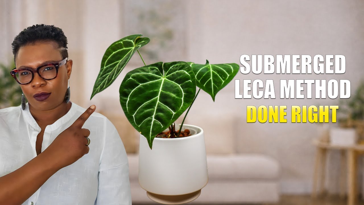 The Submerged LECA Method: Plants That Love it And Mistakes To Avoid