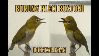 Kicauan Burung Pleci Buxtoni Bongkar Isian