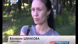 Миасец нападает на женщин с собаками в районе карьера машгородка Миасец нападает на женщин с собаками в районе карьера машгородка