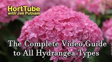 The Complete Video Guide to Most Hydrangea Types