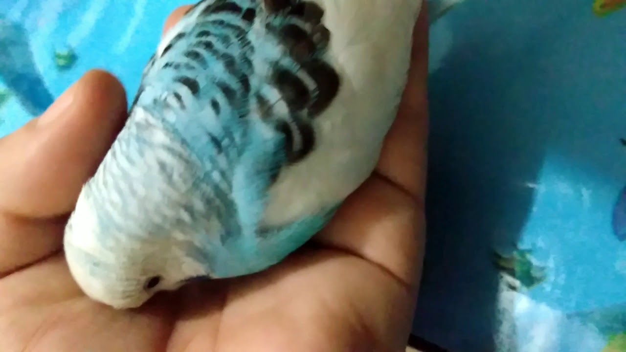 Periquito Australiano 