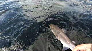 Salmon Fishing on Loch Tay. One to the Boat.