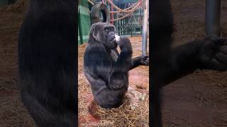 This Lovely Lady Is Enjoying Some Cauliflower Inside!  #Gorilla #Eating  #Asmr #Satisfying