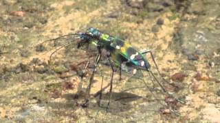 30秒の心象風景7244・カラフルな虫～ハンミョウ～