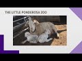 Little Ponderosa Zoo welcomes twin lambs on Easter morning