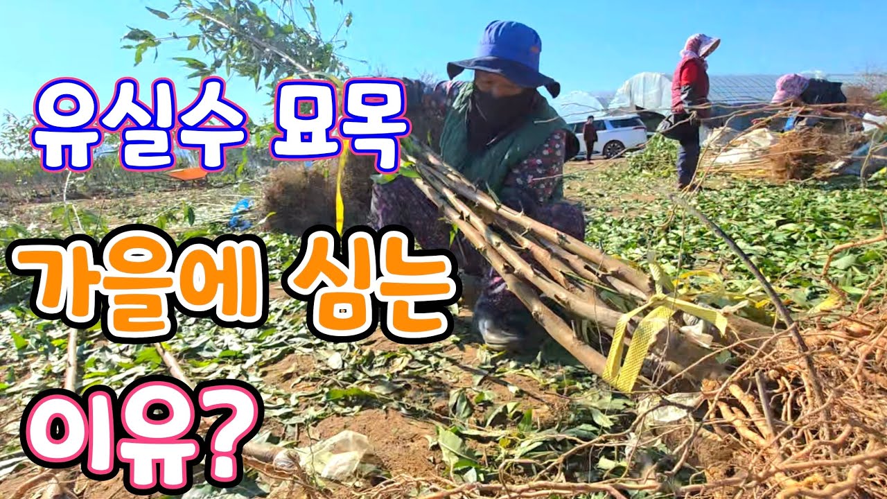 Почему стоит сажать яблони осенью? Сколько стоит одно яблоко сорта «Мунруж»? Потрясающе! 👍