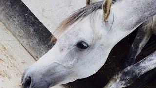 Egyptian Arab Fun In Sand School Full