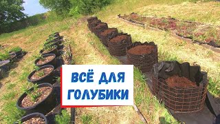 видео: Большие работы на плантации голубики картинка: Большие работы на плантации голубики