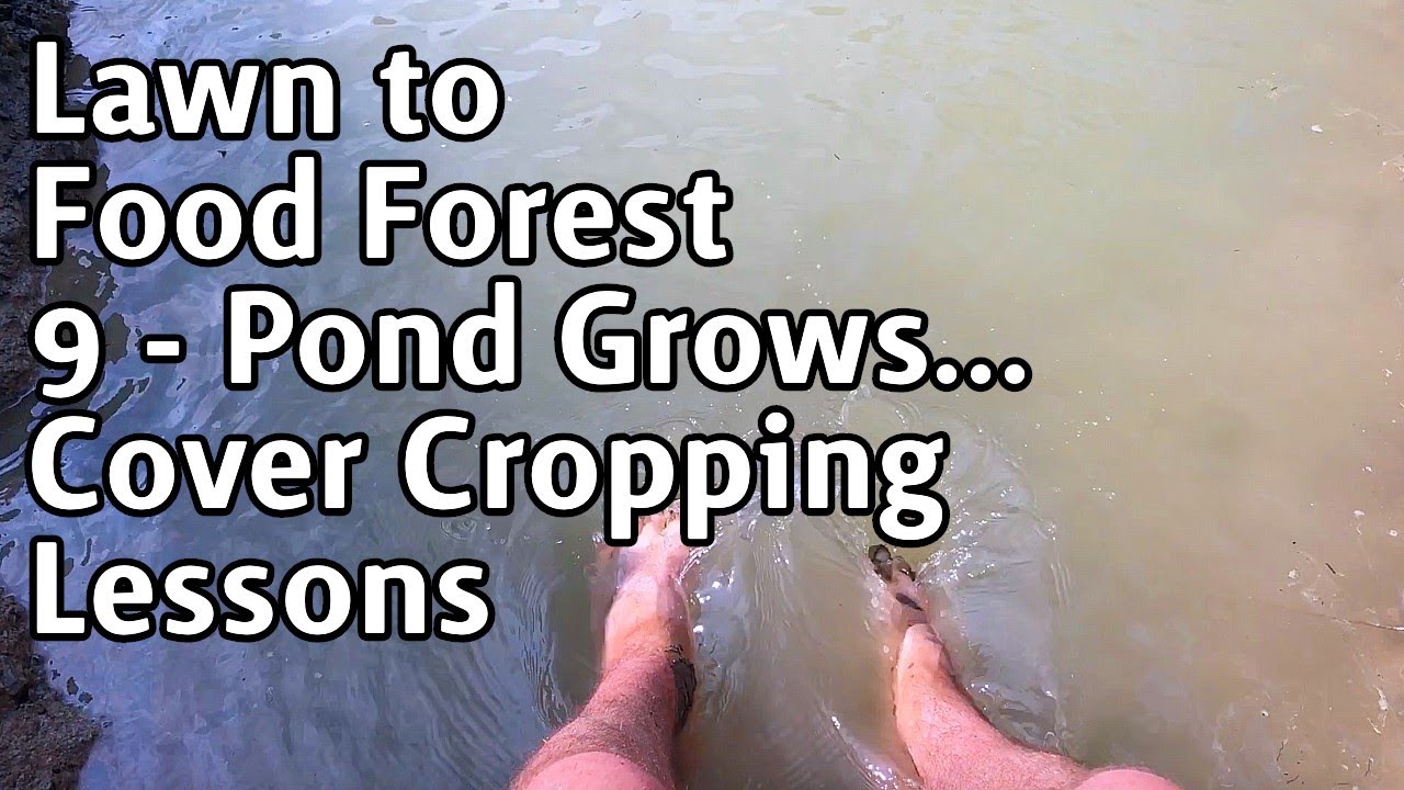 Lawn to Food Forest - 9 - Pond Expanding and Cover Cropping