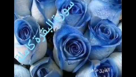 سورة البقرة كاملة للقارئ طاهر شيرزاد