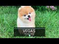 Vegas - A pomeranian Vlog