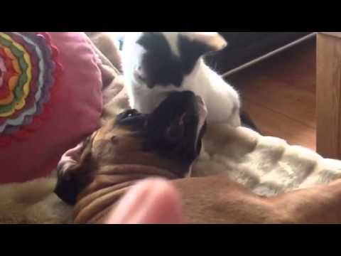 Video: Kan 'n Hond Allergies Wees Vir Katte?