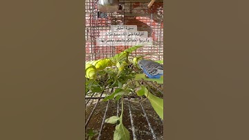 #سورة_الكوثر #قران_كريم #المصحف #العراق #مصر #اكسبلور #طيور #kuranıkerim #explore #birds #lovebirds