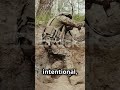 Trench Warfare 💀 #shorts #history