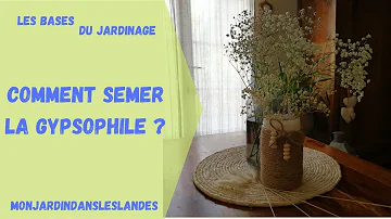 Quand et comment planter du gypsophile ?