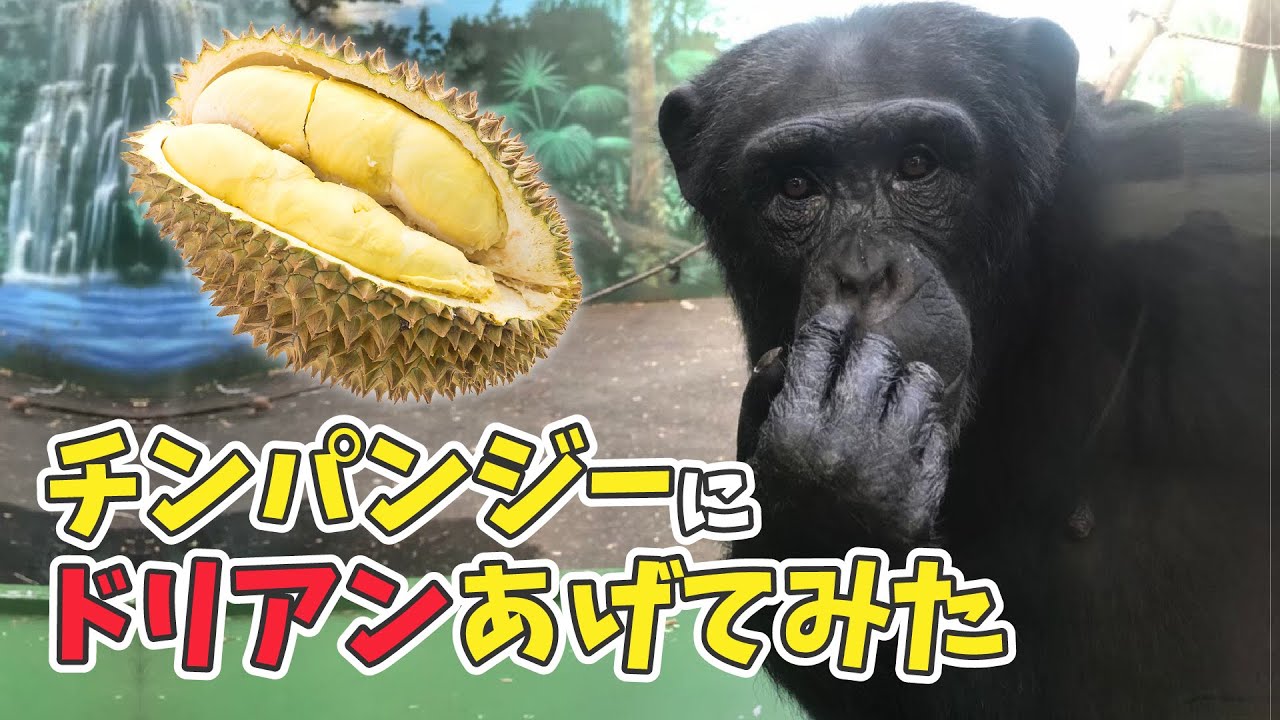世界一クサい果物 VS チンパンジー🔥 - YouTube