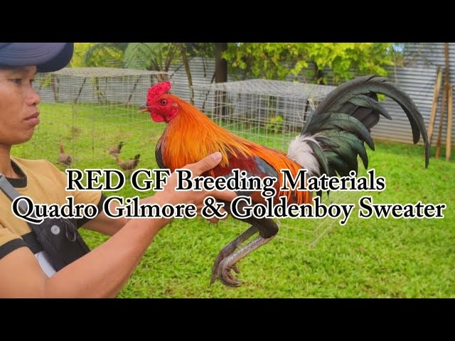 RED GF Quadro GILMORES & GOLDENBOY BREEDING MATERIALS class=