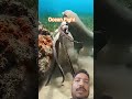 “Battle Beneath The Waves!”#OceanFight #SeaBattle #MarineLife #UnderwaterWorld #OceanPredators#yt
