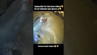 2 Wolves Vs 1 Kangal