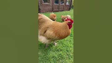Buff Orpington Chickens & Rooster 🐓 #bufforpington #chickens #rooster