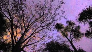 TIME-LAPSE movie,"THE NIGHT FOREST... EXTENDED VERSION",with Dynamic Perception tracking system.