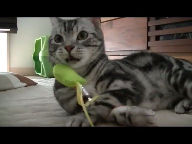 【猫記録297】動物の不思議 地震7秒前に気づき即避難する防災意識の高い猫-Cats to evacuate