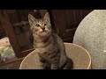 子猫をひとりにしてみたら凄く寂しそうでした