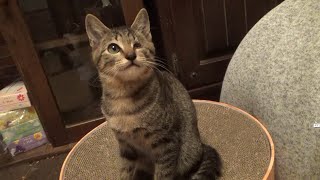 子猫をひとりにしてみたら凄く寂しそうでした