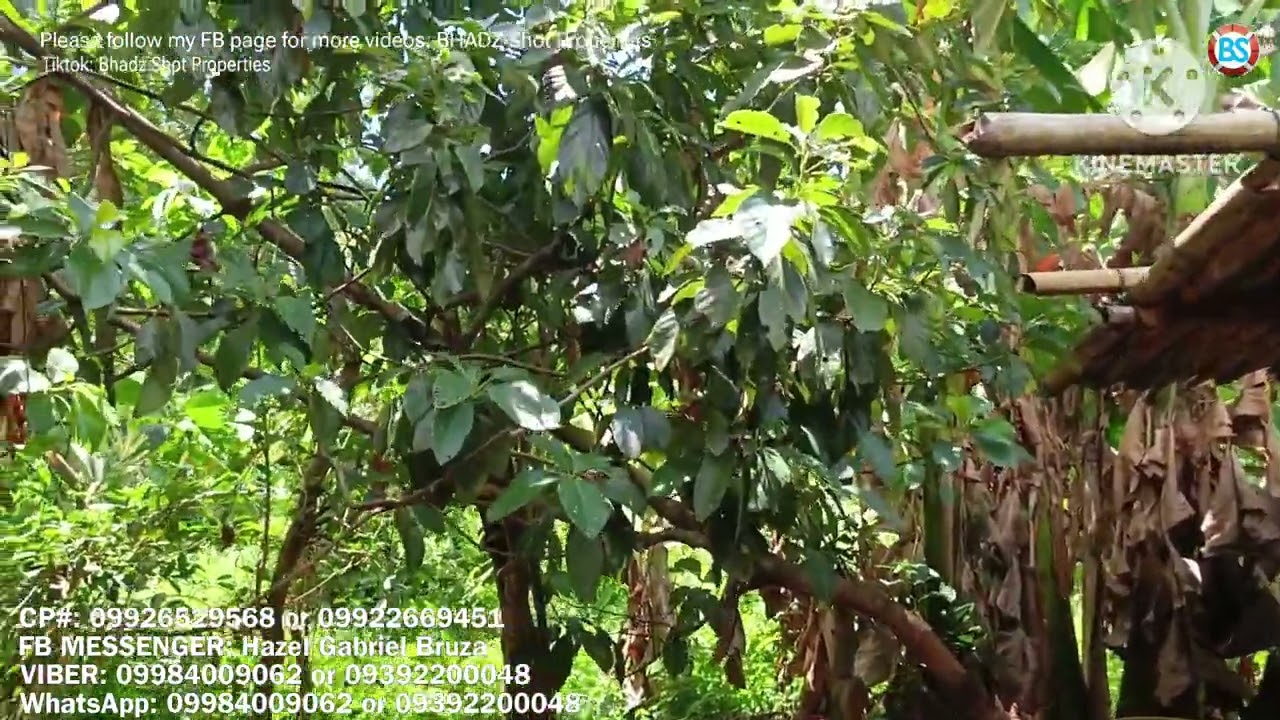 (P# 769) 7,000 sqms Farm Lot @ 1.5 Million only in Majayjay, Laguna for sale