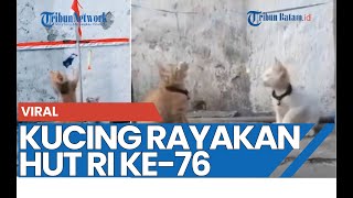 Aksi Dua Ekor Kucing Lucu Ikut Lomba Panjat Pinang