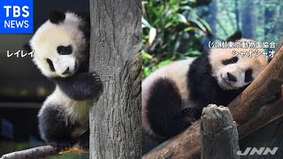 上野の双子パンダ映像公開 すくすく成長 体重１５キロに