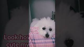 Look how cute my Fur alarm every morning 🥰those lovely eyes make him soo Adorable #supercute #puppy