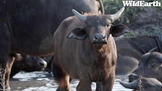 WildEarth - Sunrise Safari -  16 January 2024